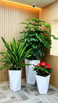 江北绿植租摆展示十大技巧，实用高效