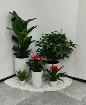 专业绿植租赁，为宁波余姚增添一抹绿